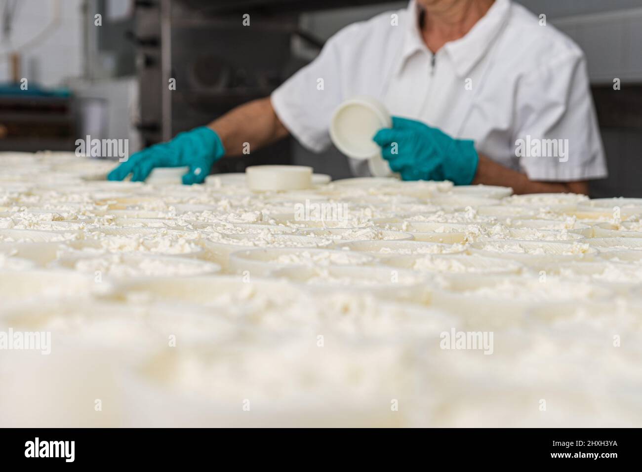 many fresh cheese moulds filled with curd in a factory Stock Photo Alamy