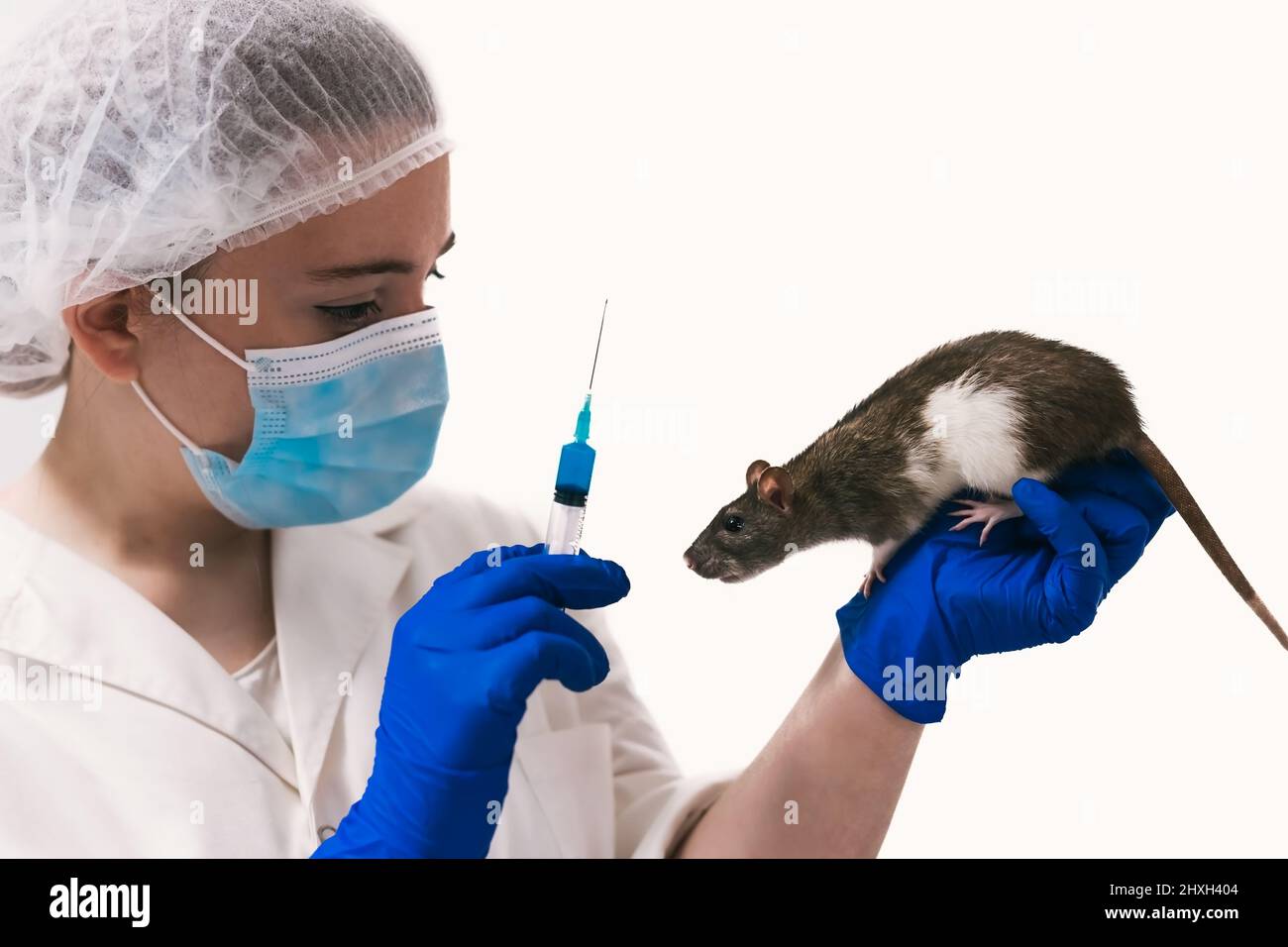 Woman preparing to give a rat an injection Stock Photo