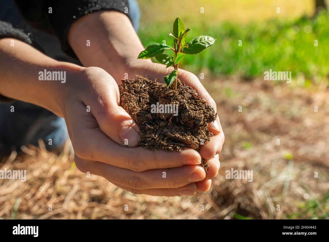 Hands holding young plant on blur nature background with sunlight. Eco ...
