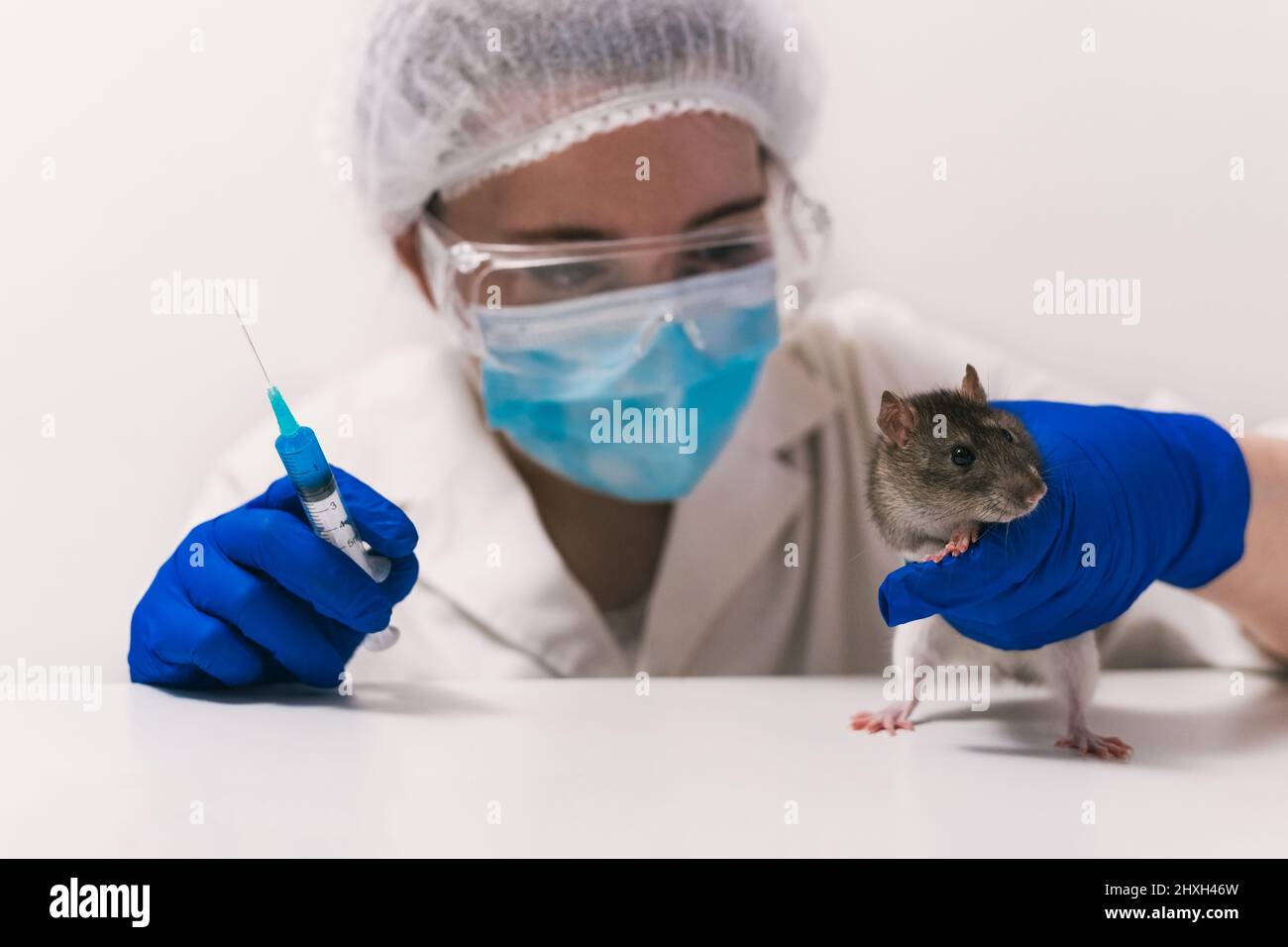 Woman preparing to give a rat an injection Stock Photo