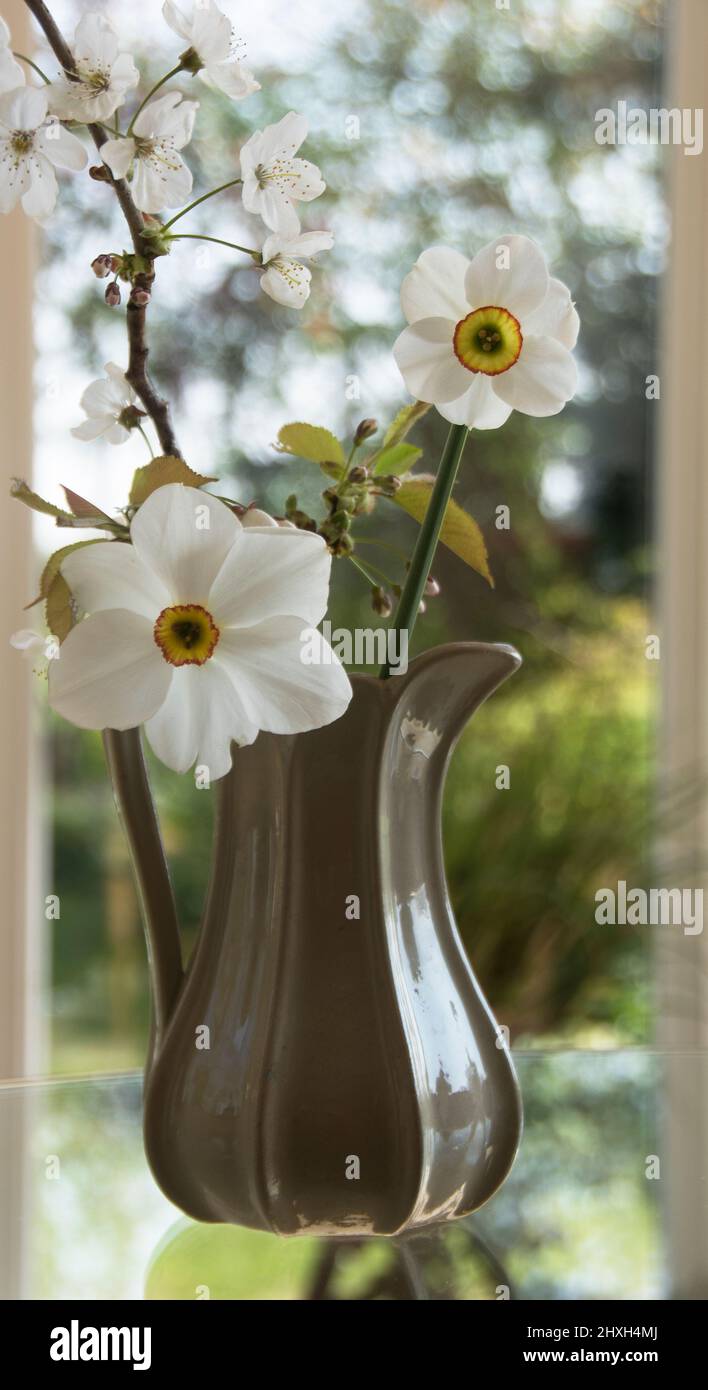 Narcissus Capability Brown & Nacissus Poeticus and cherry bllossom in a jug make an elegant Ester Card Stock Photo