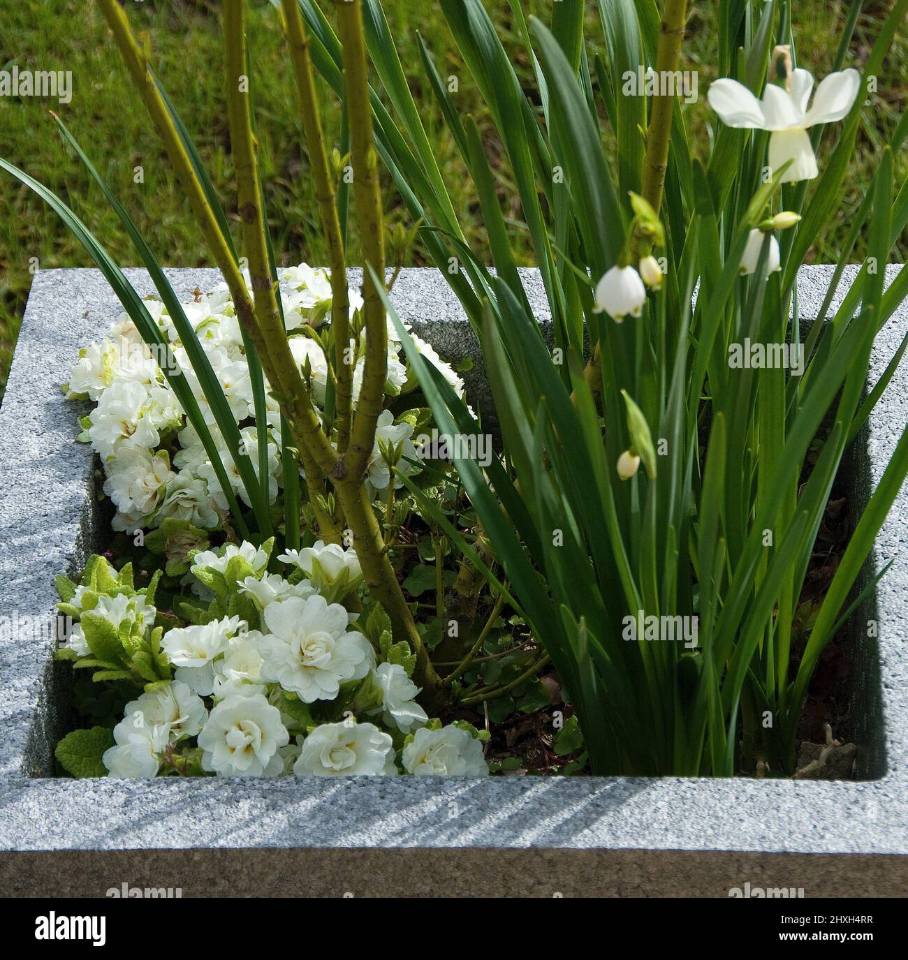 Double white primrose surround lime-green cornus stems, Narcissus and Summer snowflake Stock Photo