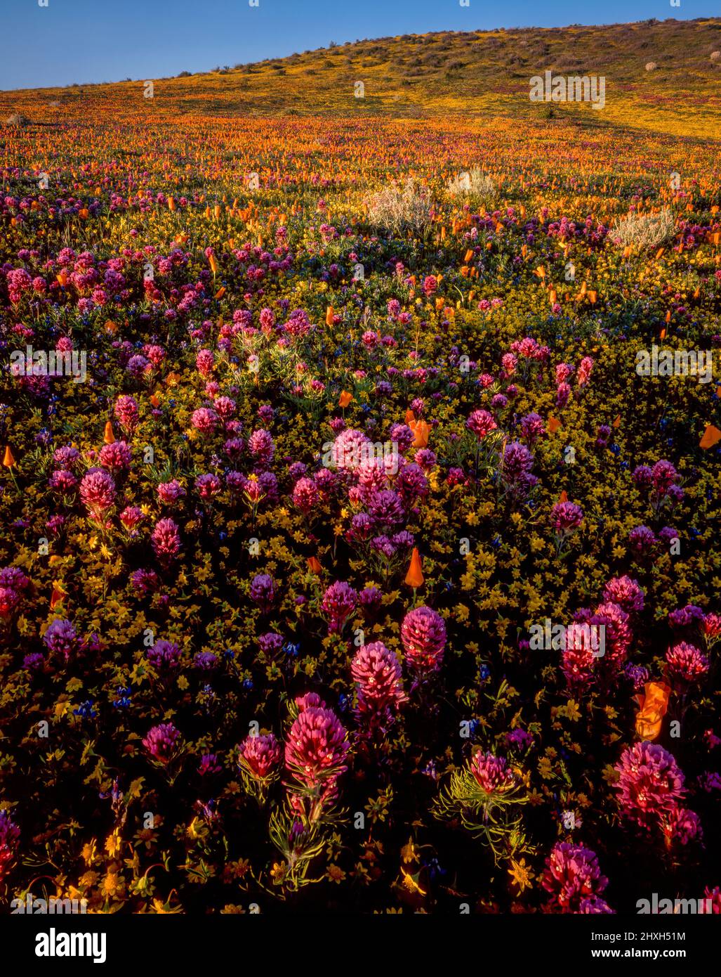 First Light, California Poppies, Goldfields, Antelope Valley California Poppy Reserve, Kern County, California Stock Photo