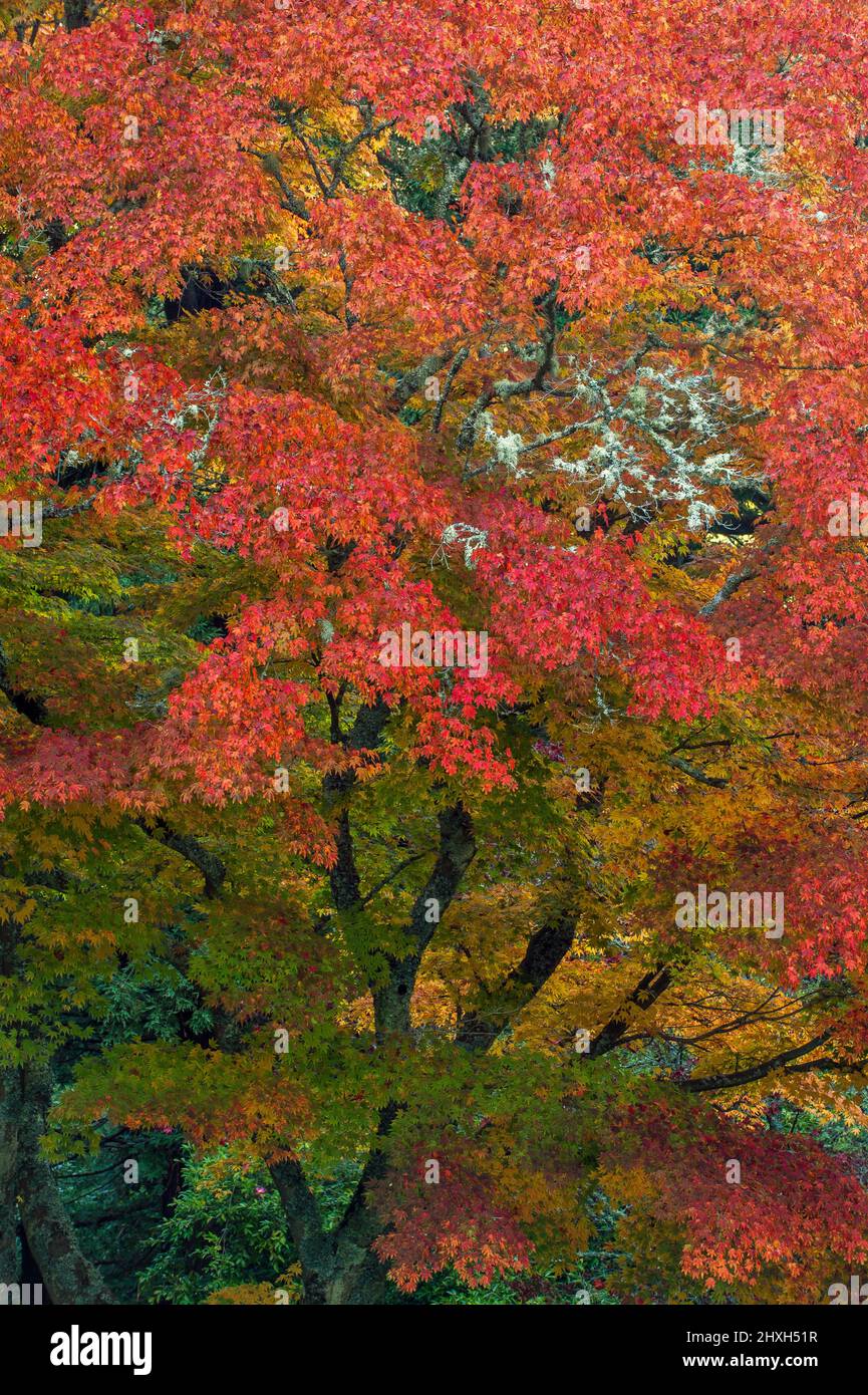 Autumn, Japanese Maple, Acer palmatum, Mill Valley, Marin County, California Stock Photo