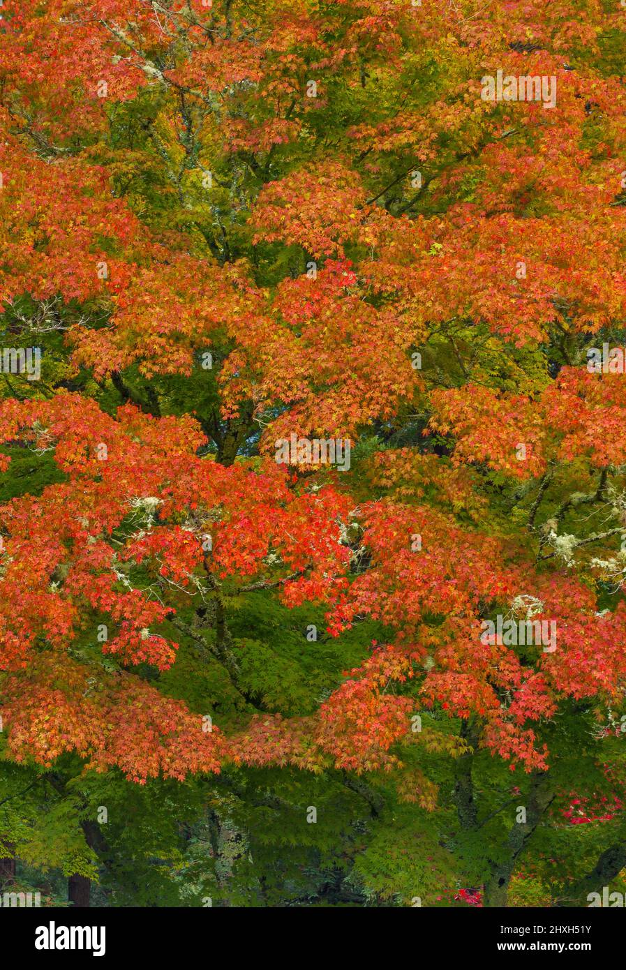 Autumn, Japanese Maple, Mill Valley, Marin County, California Stock Photo