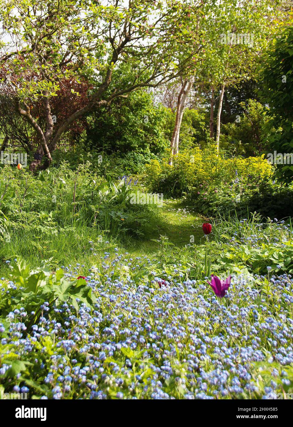Purple, orange and red tulips dotted like smarties and forget-me-nots in the Old Orchard Stock Photo