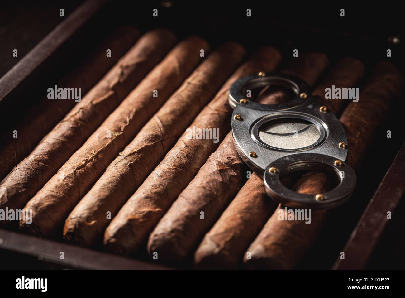 Rich smelling and handmade cigar lay in wooden humidor. Cigars stacked