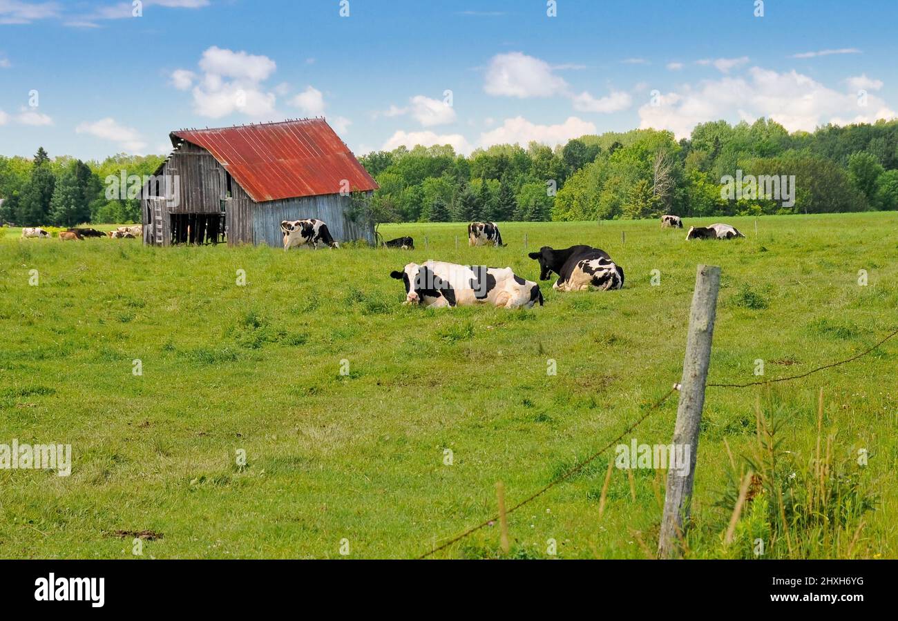 Row black white holstein cows hi-res stock photography and images - Alamy