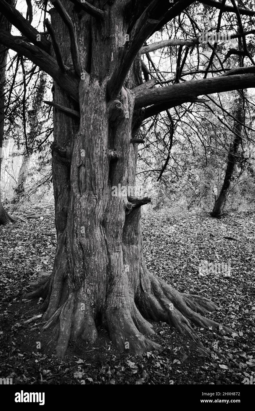 black and white monochrome image of dead tree trunk with no leaves Stock Photo