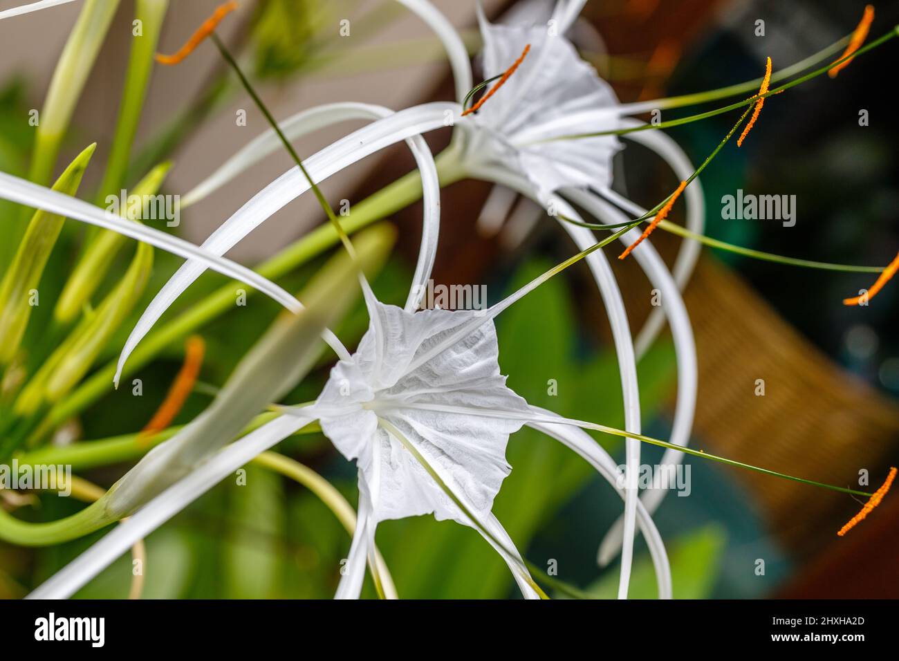 White blooming Spider Lily (Hymenocallis) in the garden. Bali, Indonesia. Selective focus. Stock Photo