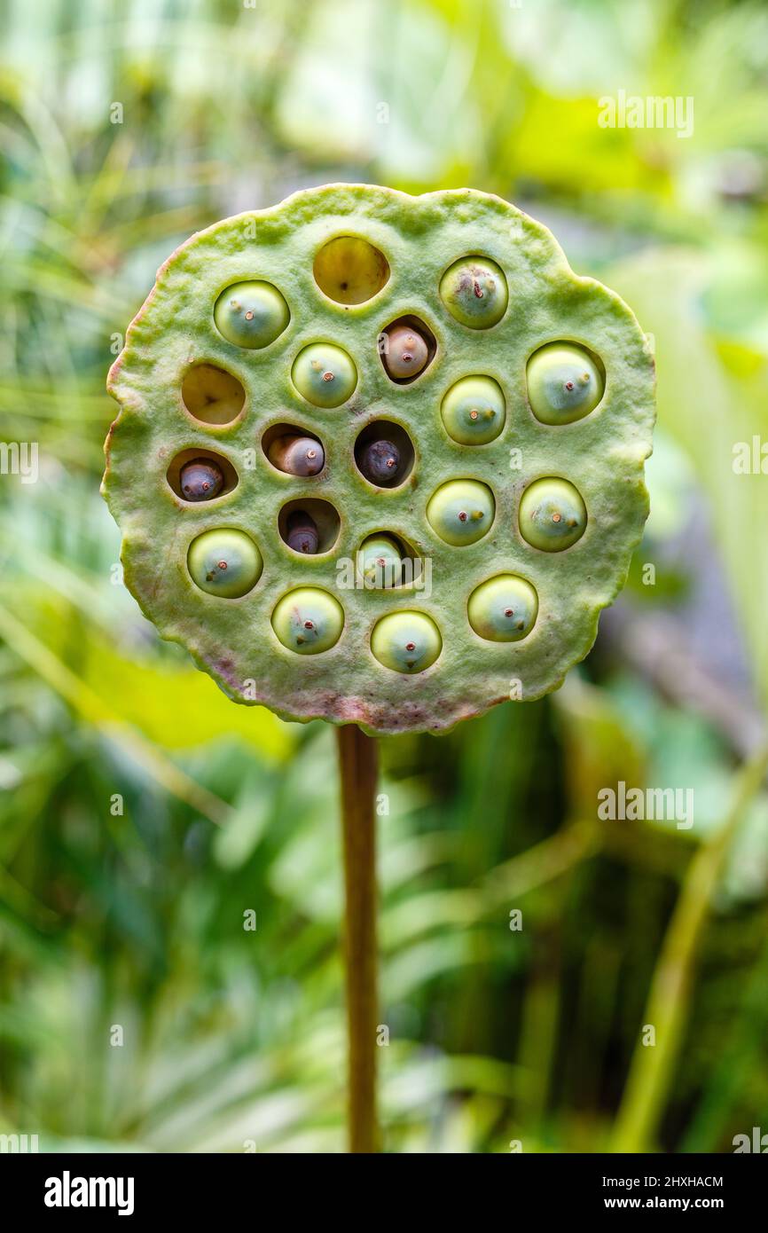 Wild Lotus Flower seed head, Ubud, Bali Island, Indonesia. Vertical image  Stock Photo - Alamy