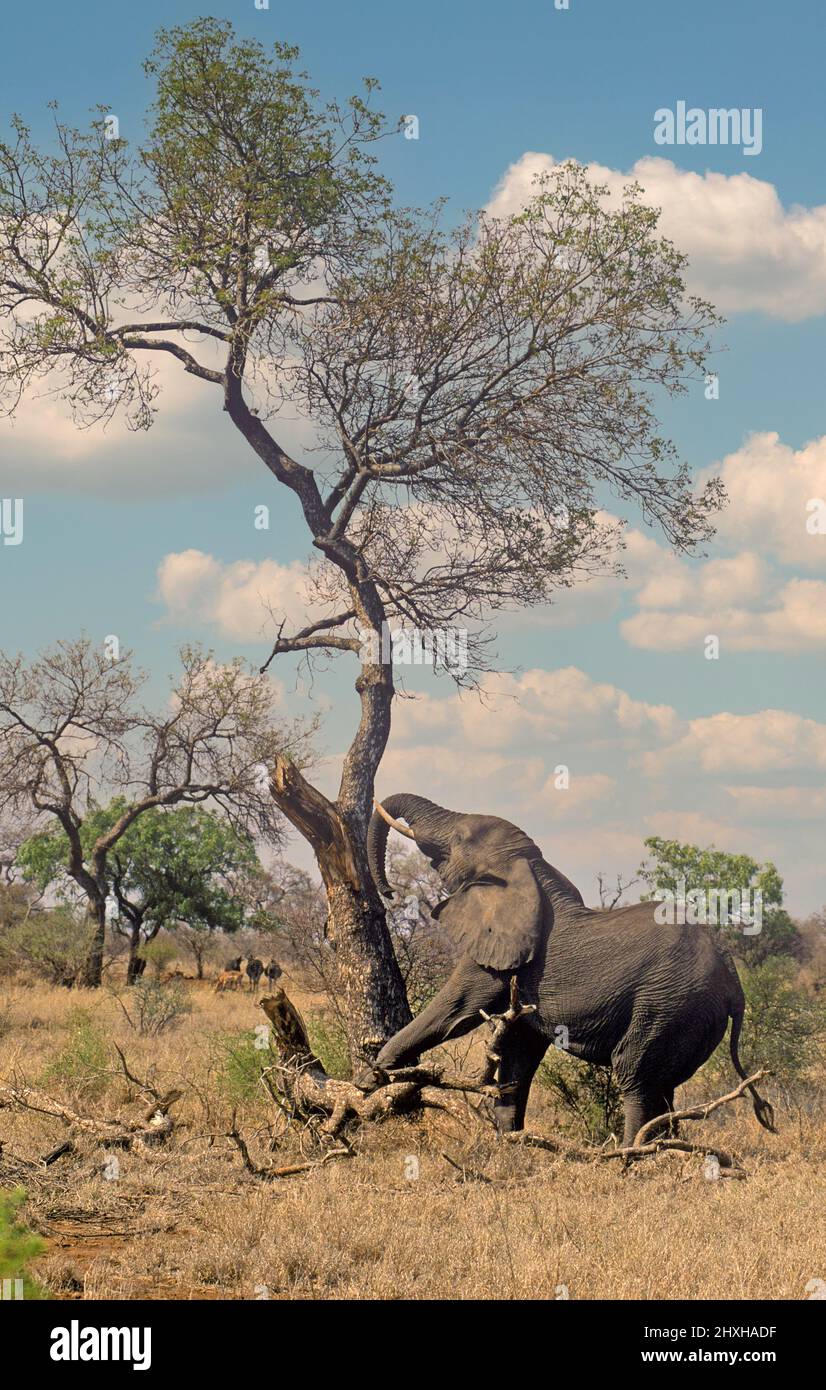 An elephant pushing over a tree in Kruger national park, South Africa