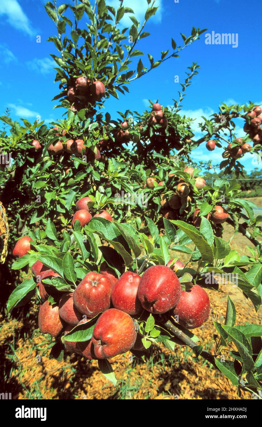 An Apple orchard south of Hobart, Tasmania, Australia Stock Photo Alamy