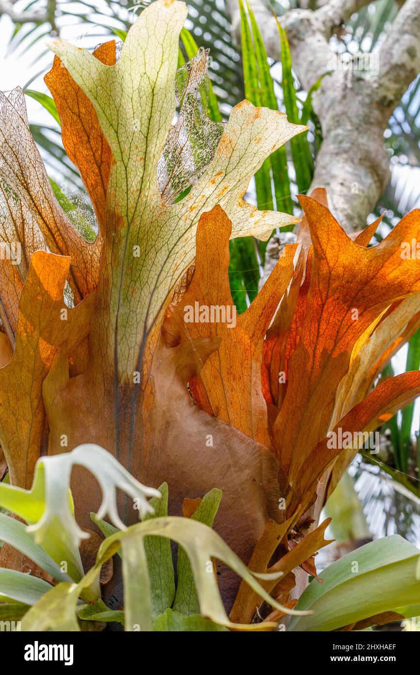 Platycerium, staghorn  or elkhorn fern growing on the tree trunk. Bali, Indonesia. Vertical image. Stock Photo