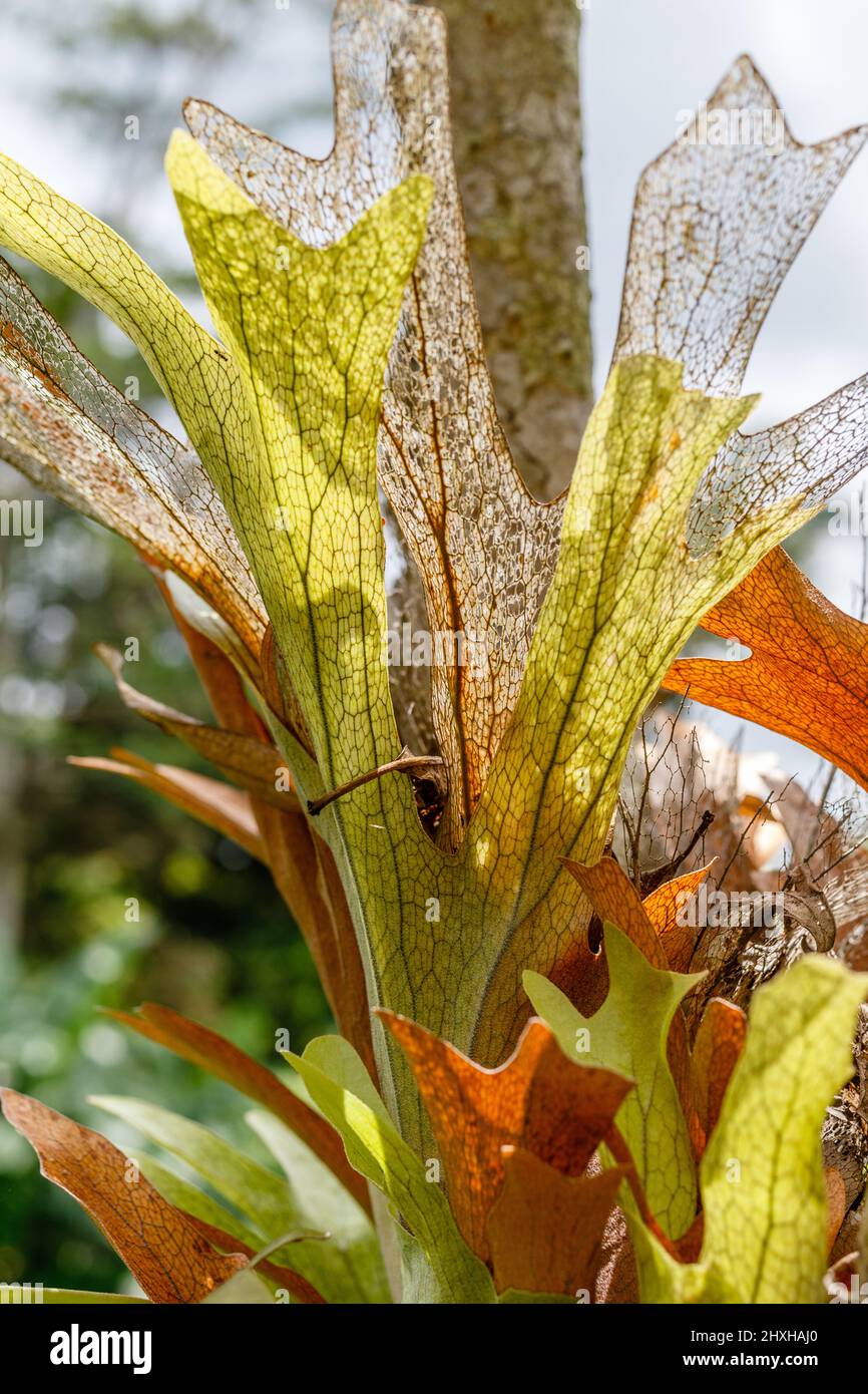 Staghorn fern house hi-res stock photography and images - Alamy