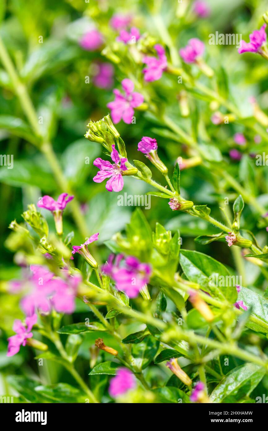 Growing False heather, Mexican heather, Hawaiian heather or Elfin herb (Cuphea hyssopifolia). Vertical inage. Macro. Selective focus. Stock Photo