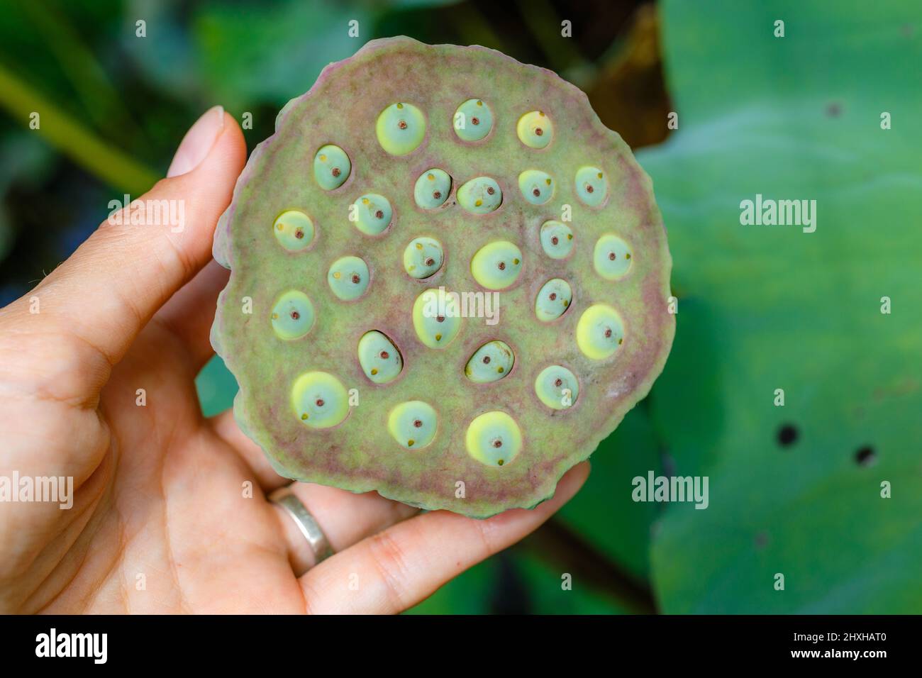 Wild Lotus Flower seed head, Ubud, Bali Island, Indonesia Stock Photo