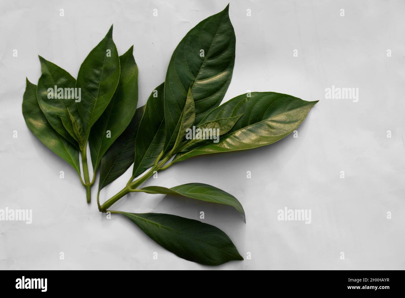 Vasaka, Malabar Nut tree leaves on white background. Medicinal plant's ...