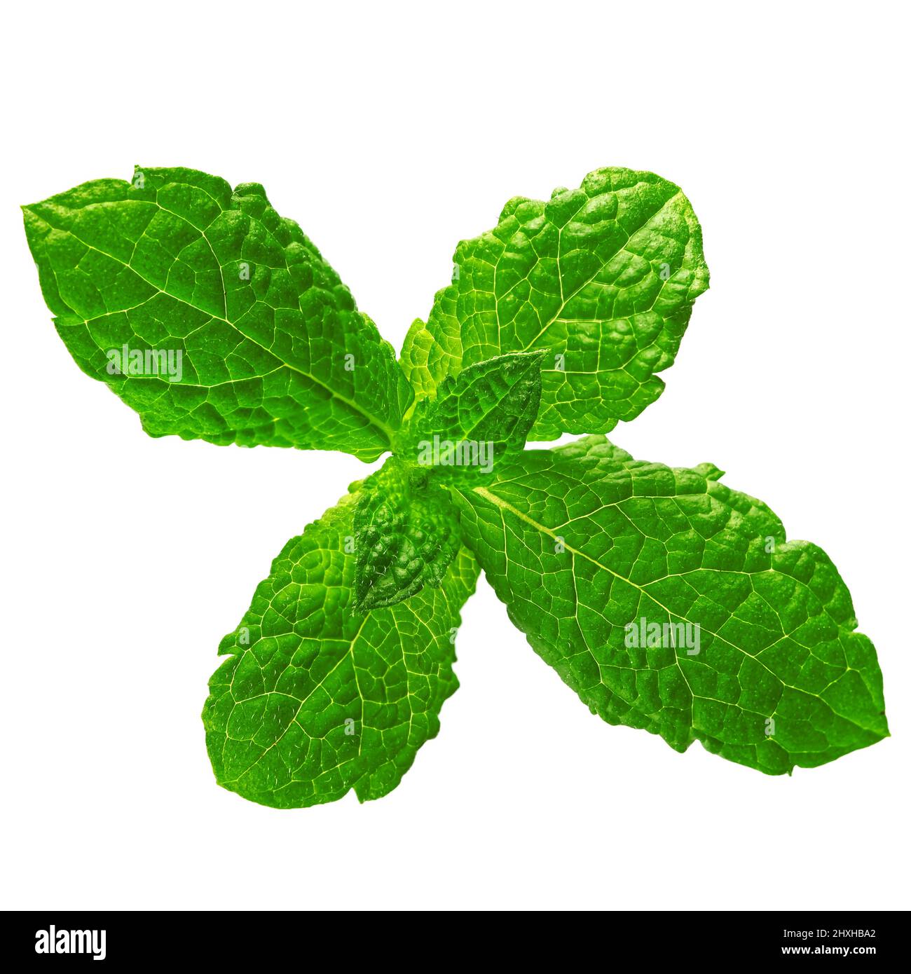 Isolated Mint leaf. Fresh mint on white background. Stock Photo