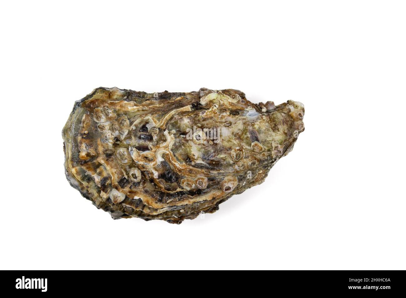 a closed oyster isolated on a white background Stock Photo