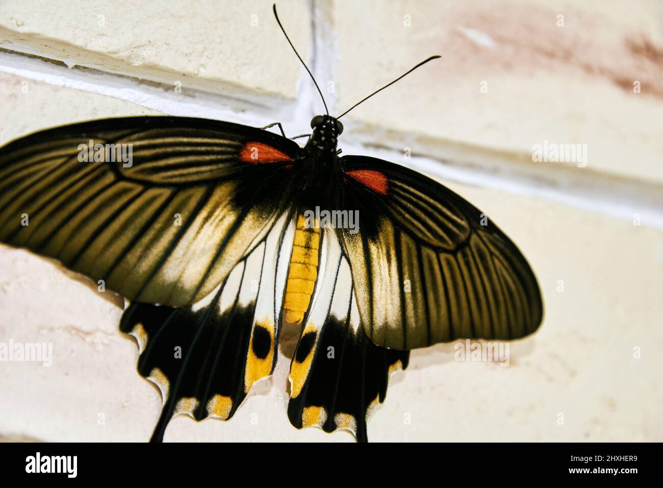 Bright papilio lowi butterfly sitting on tthe bricks in the house. Wild