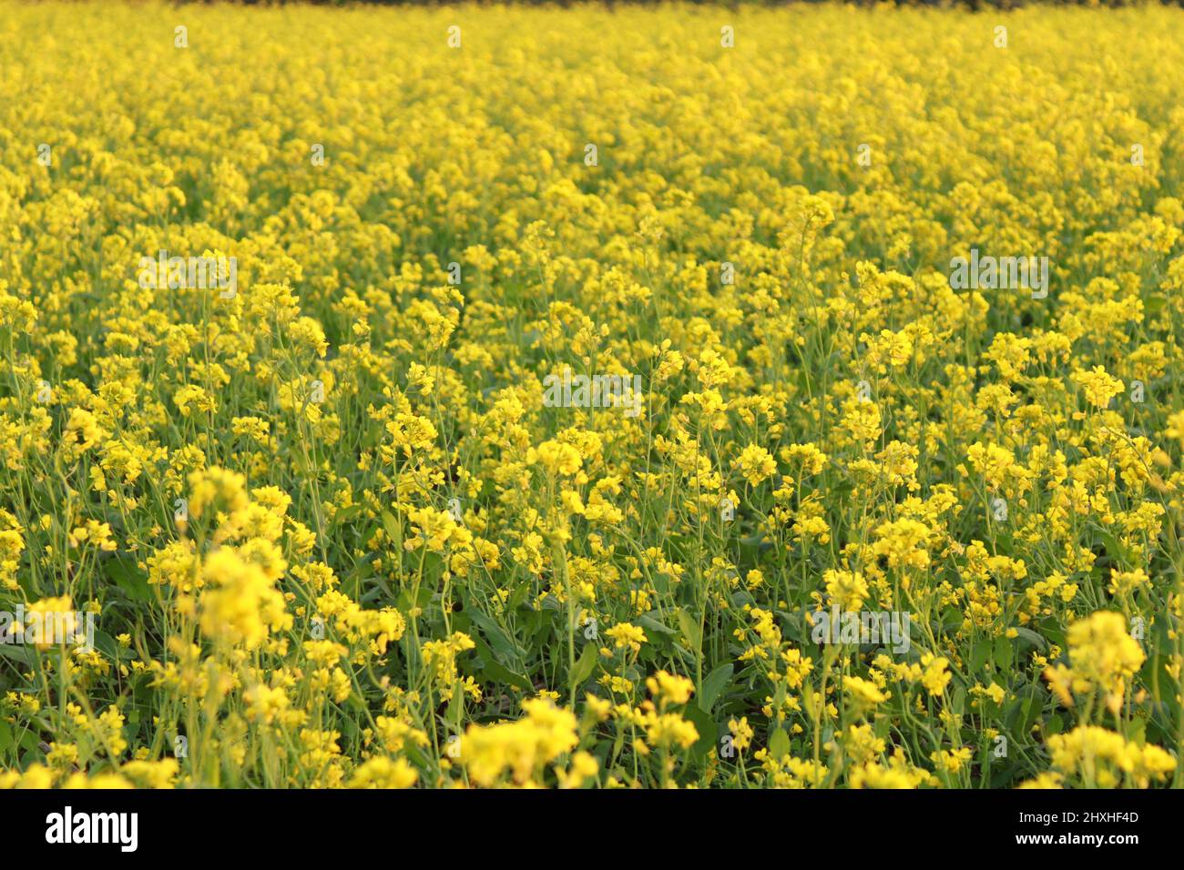 Fields of mustard plant Stock Photo Alamy