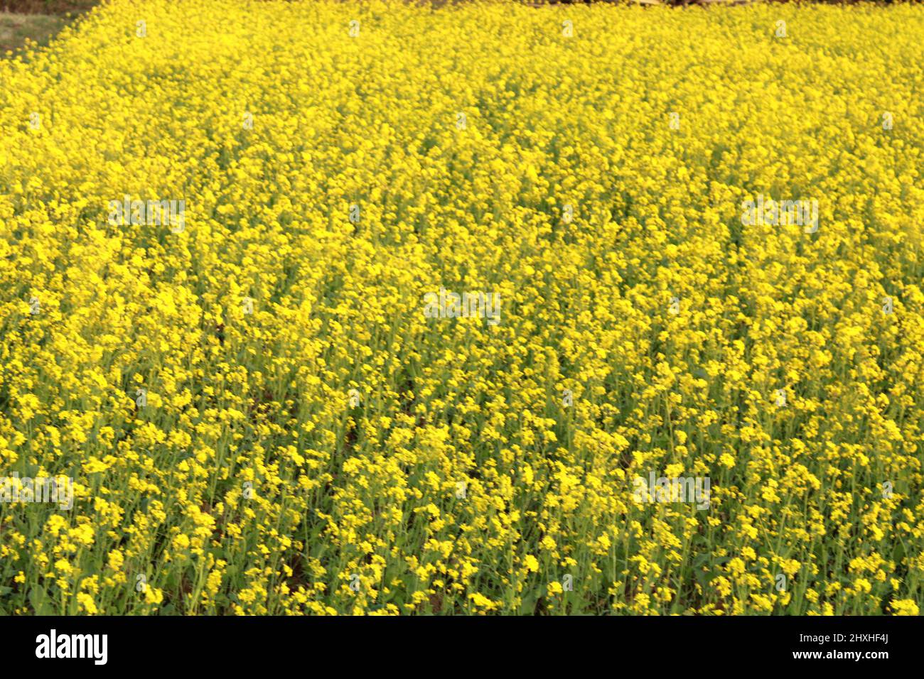 Mustard plant flower Stock Photo