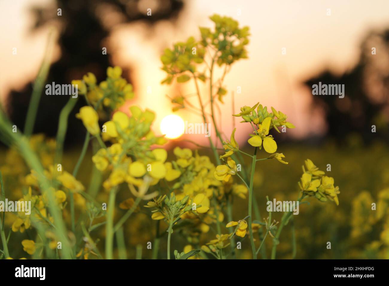 Mustard Flower Field during sunset, India Stock Photo Alamy