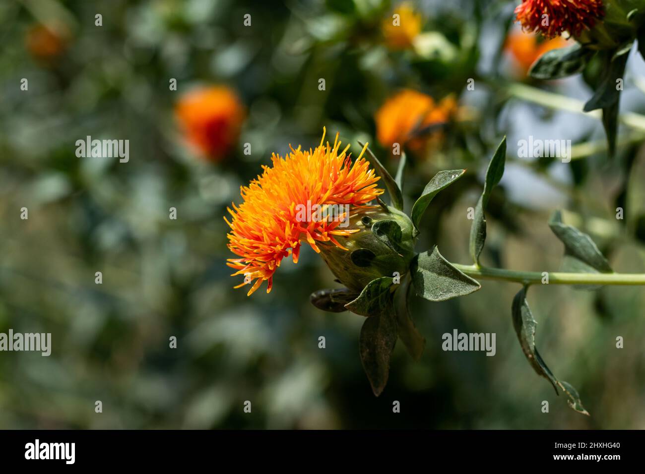 Safflower, Carthamus tinctorius, is a highly branched, herbaceous