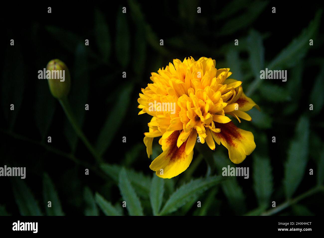 View of Tiger-Eyes Marigold flower and bud against dark green background Stock Photo