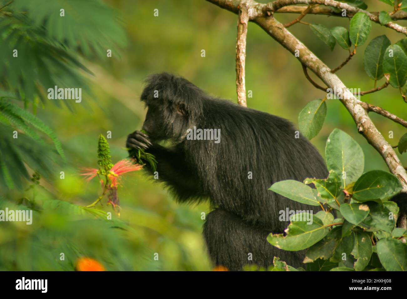 Java Surili Javanese monkey hi-res stock photography and images - Alamy