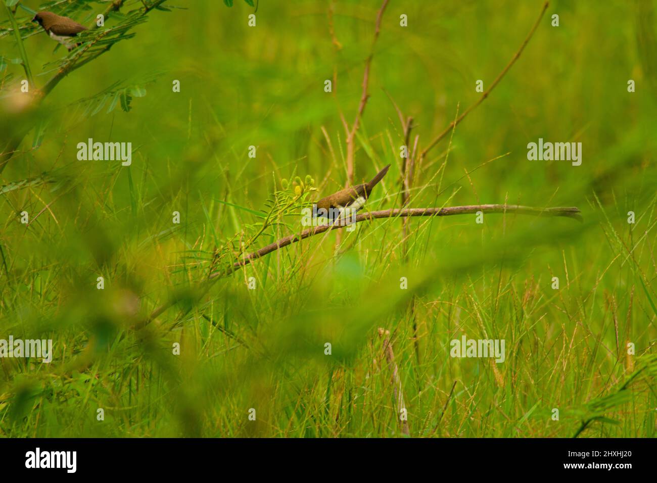 sparrows on green stalks in the morning Stock Photo