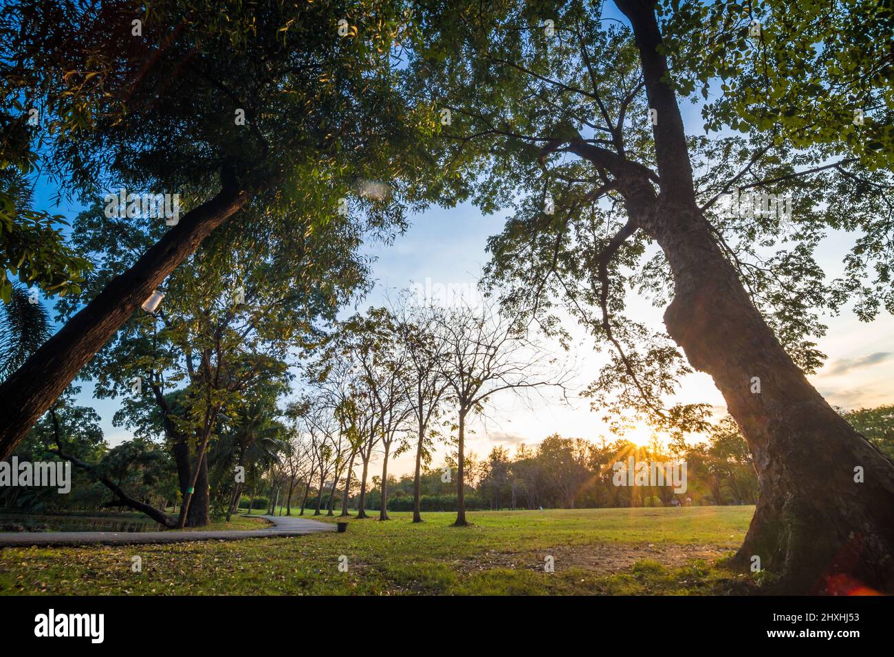 Tree in city park sunset light with green meadow grass nature landscape ...