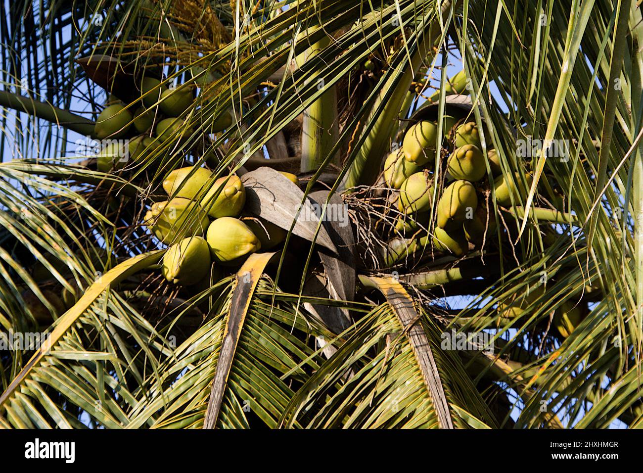 Closer view of top of coconut tree showing huge leaves laden with plenty of crop Stock Photo