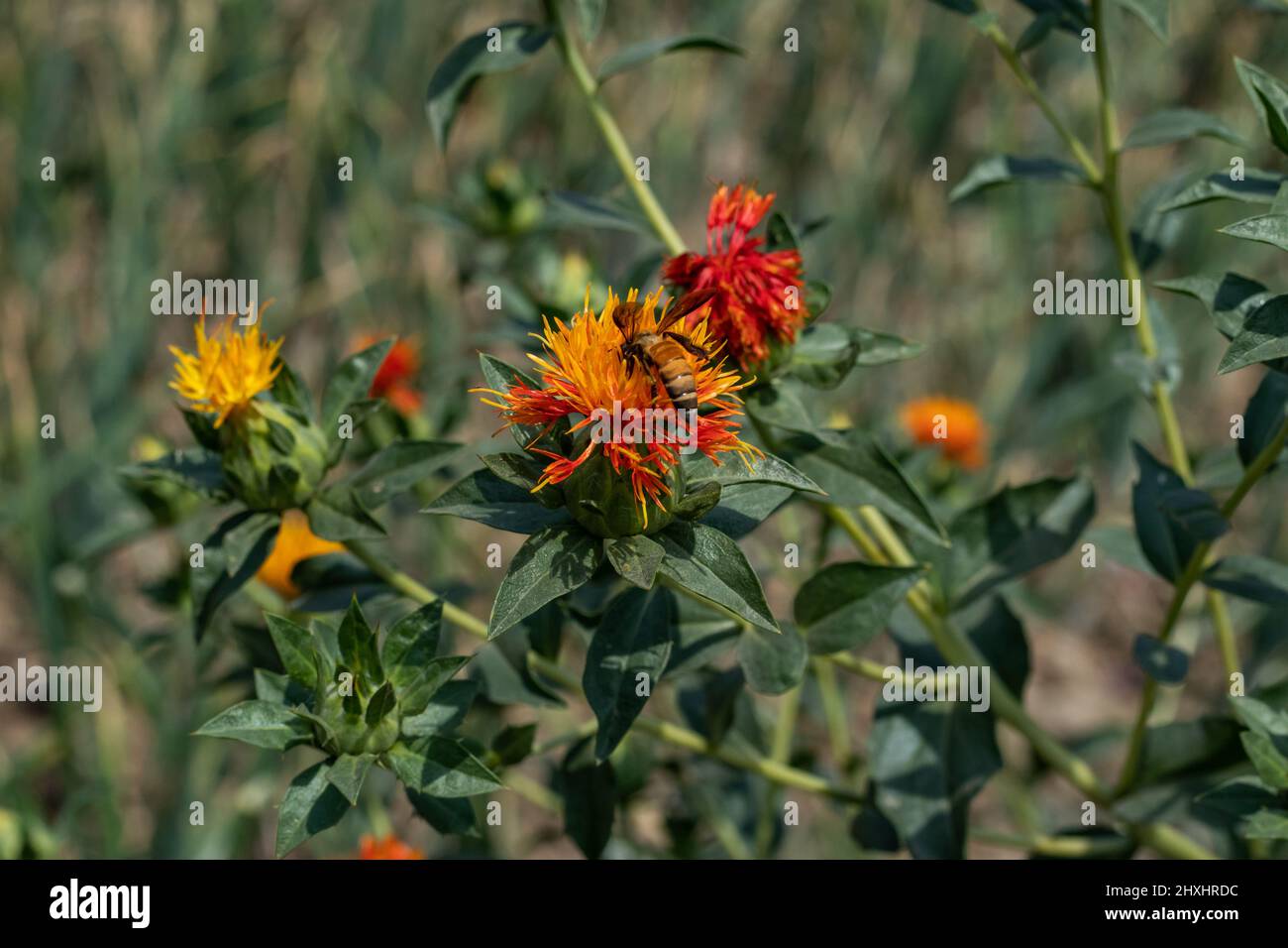 There are suffron flowers of three colors. Bees are sitting on saffron flowers collecting honey
