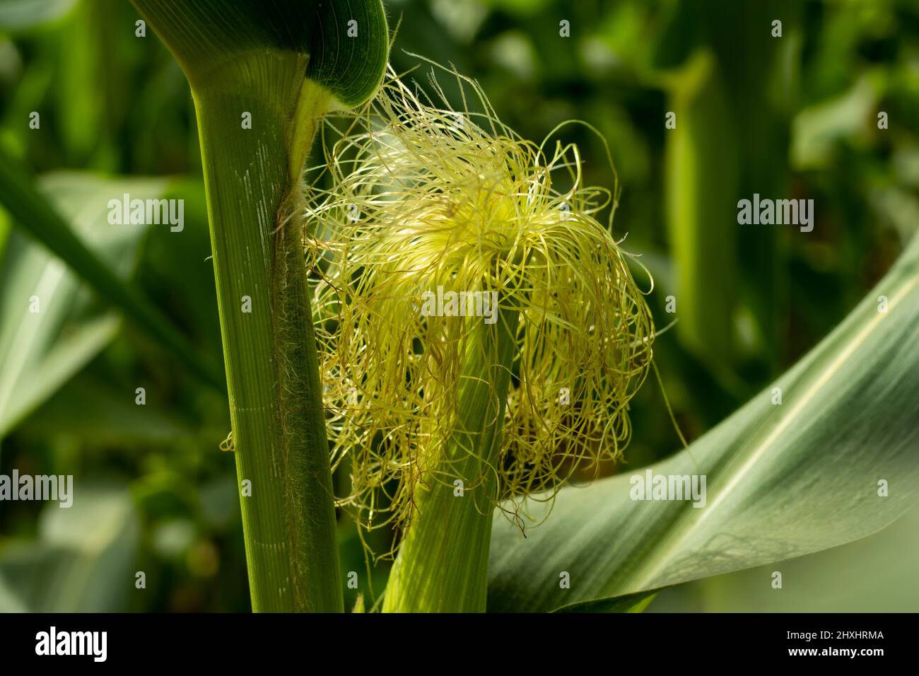 This is a green Maize flower. Maize Zea mays L. Maize is the most produced cereal crop in the world and the most adapted to different ecosystems. Stock Photo