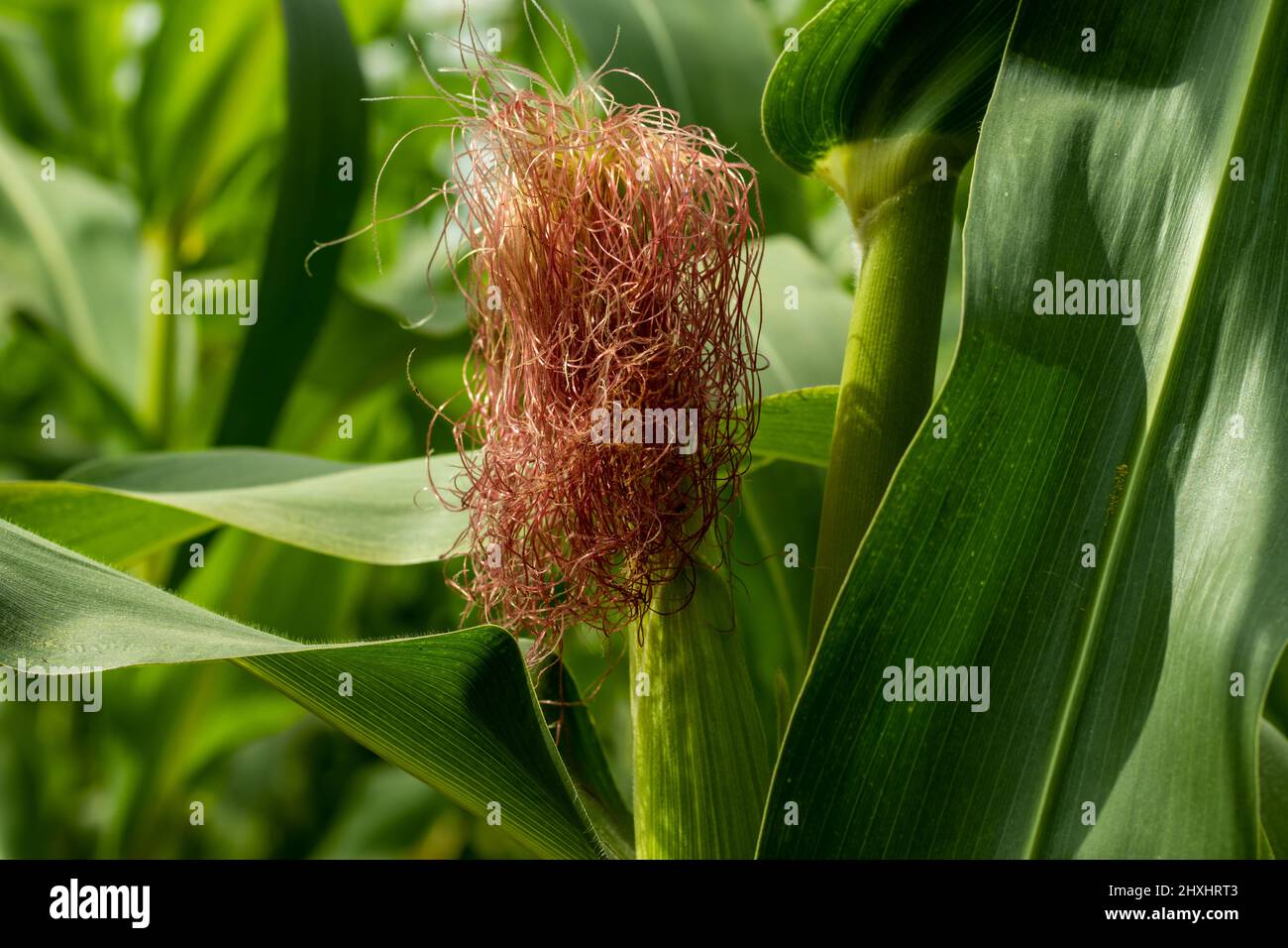 This is a purple color Maize flower. Maize is a tall plant that