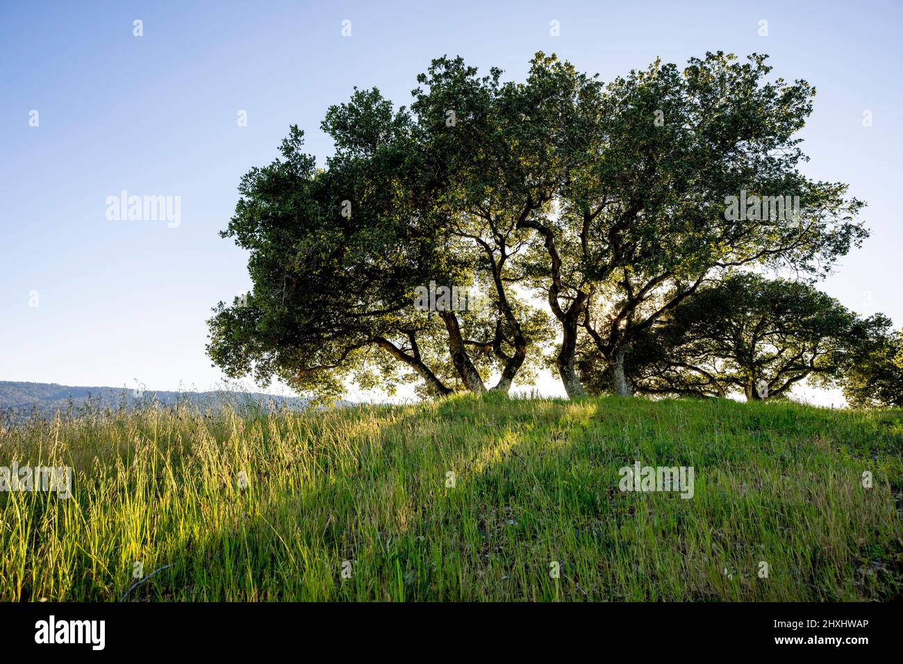 California Vista Point with Oak Trees Stock Photo