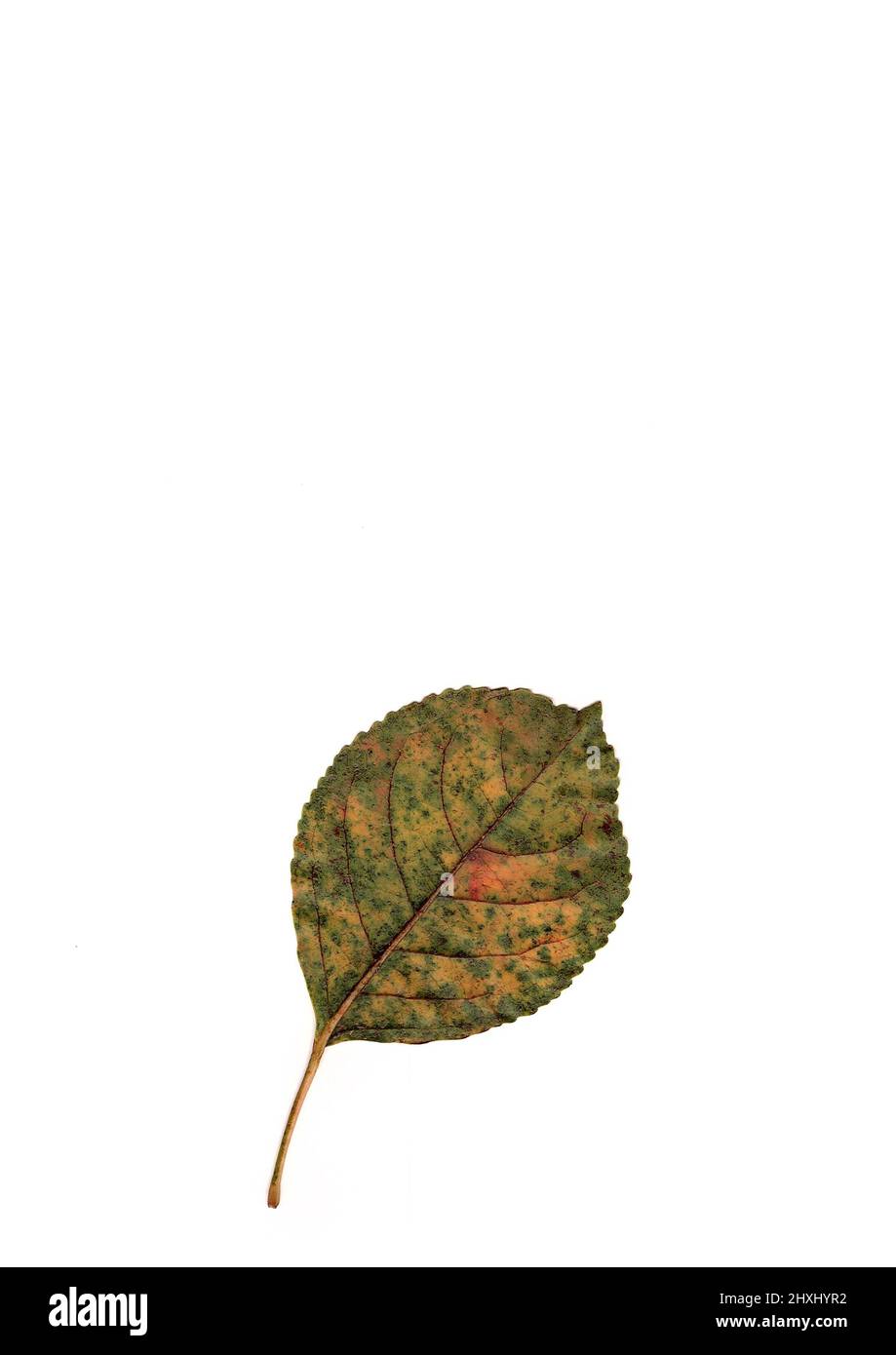 Fall leaf isolated on white background. Stock Photo