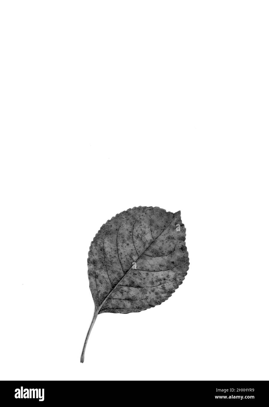 Leaf skeleton in black & white. Stock Photo