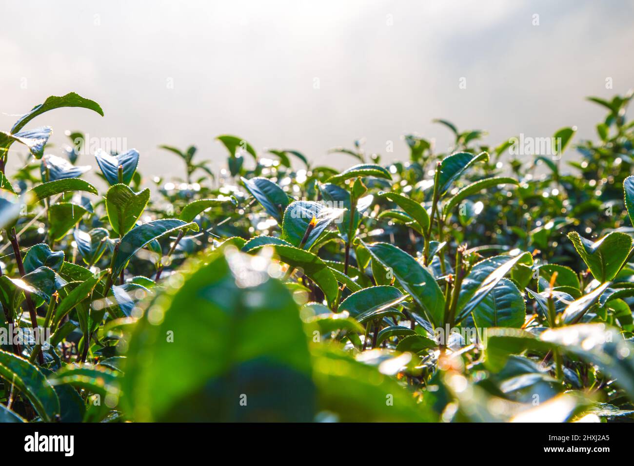 Green tea leaf sunrise farm land on mountain agricultural industry