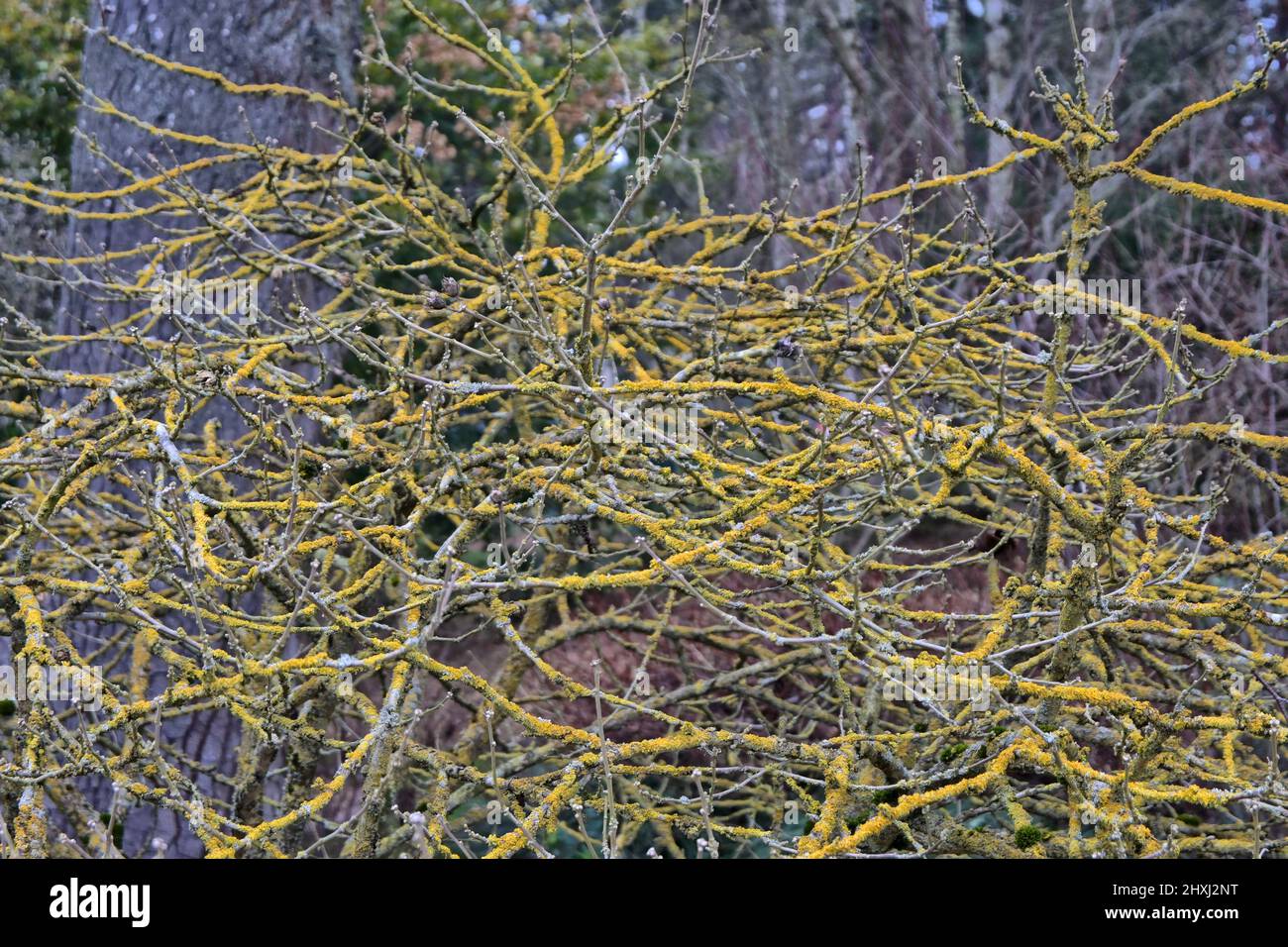 Lichen uk winter tree hi-res stock photography and images - Alamy