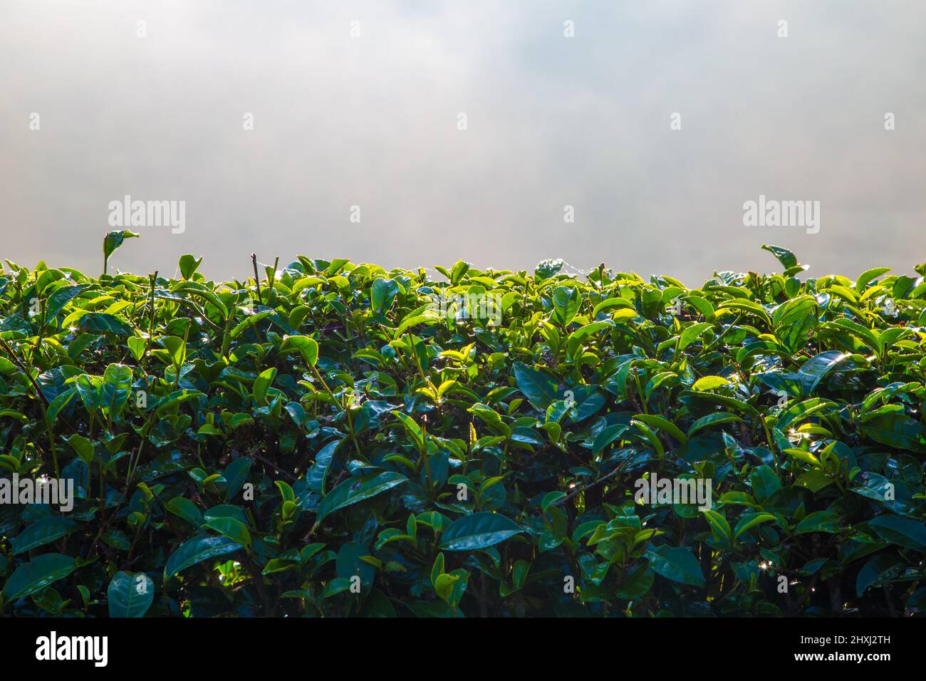 Green tea leaf sunrise farm land on mountain agricultural industry Stock Photo Alamy