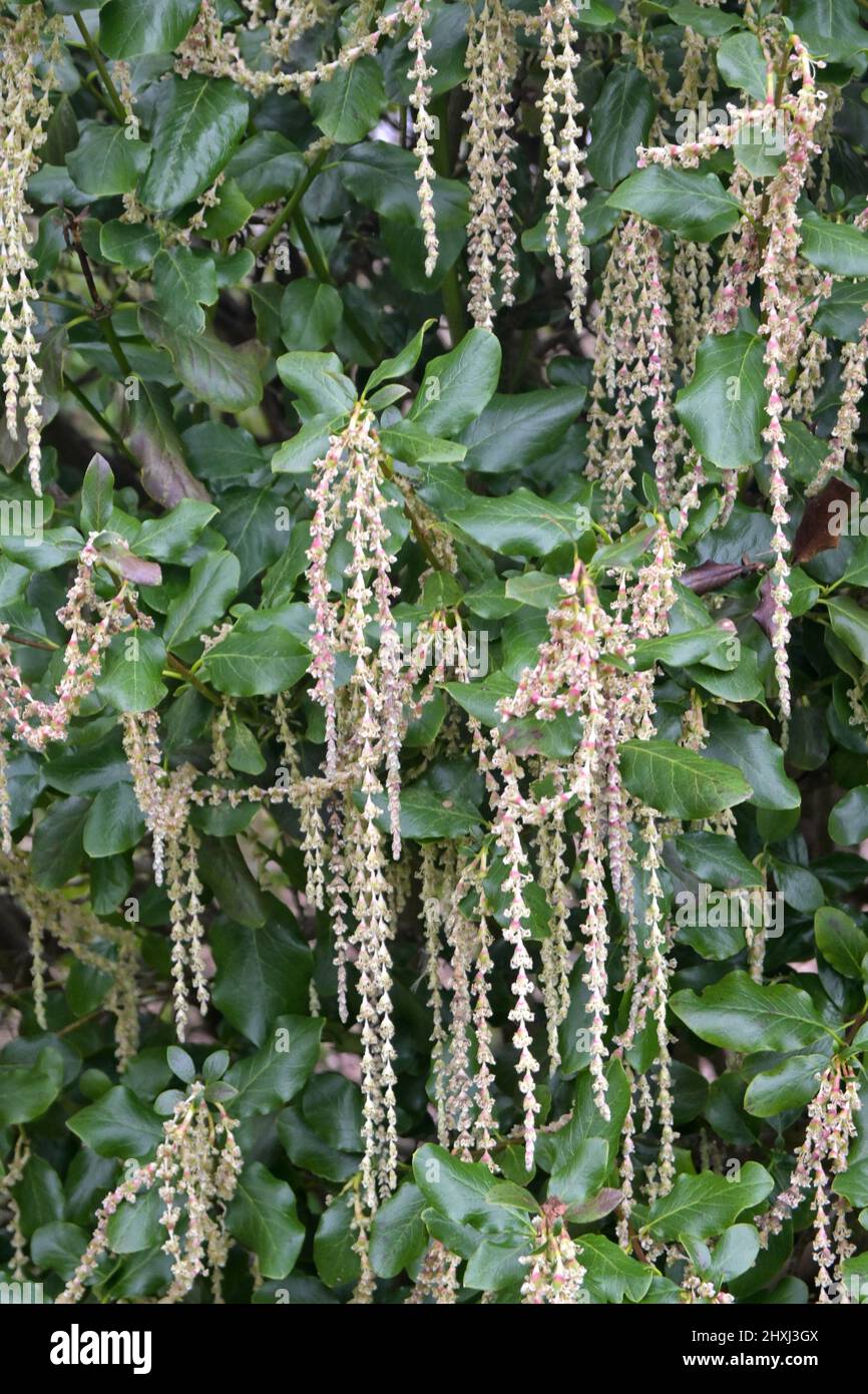 silk tassel bush, Garrya elliptica Stock Photo Alamy