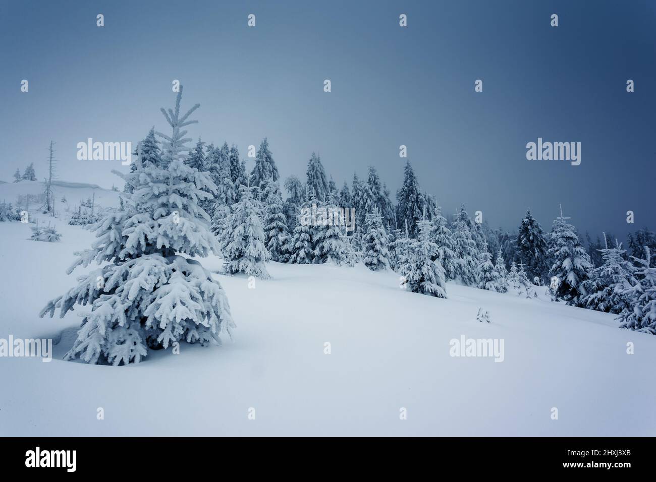 Beautiful winter landscape with snow covered trees. Carpathian, Ukraine. Stock Photo