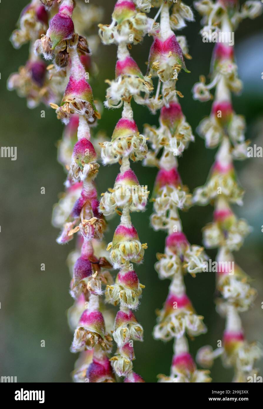 james roof silk tassel bush, suffolk, england Stock Photo