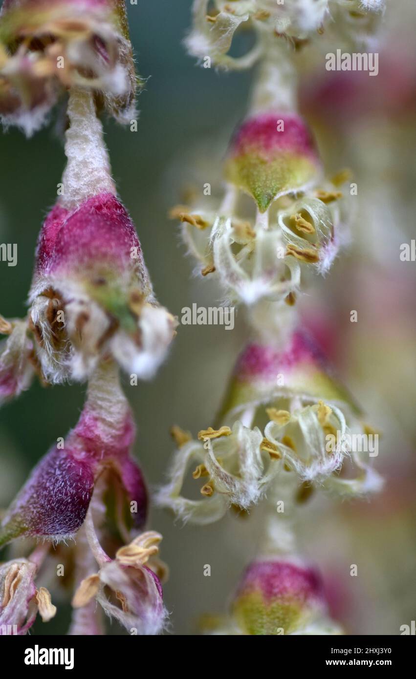 james roof silk tassel bush, suffolk, england Stock Photo