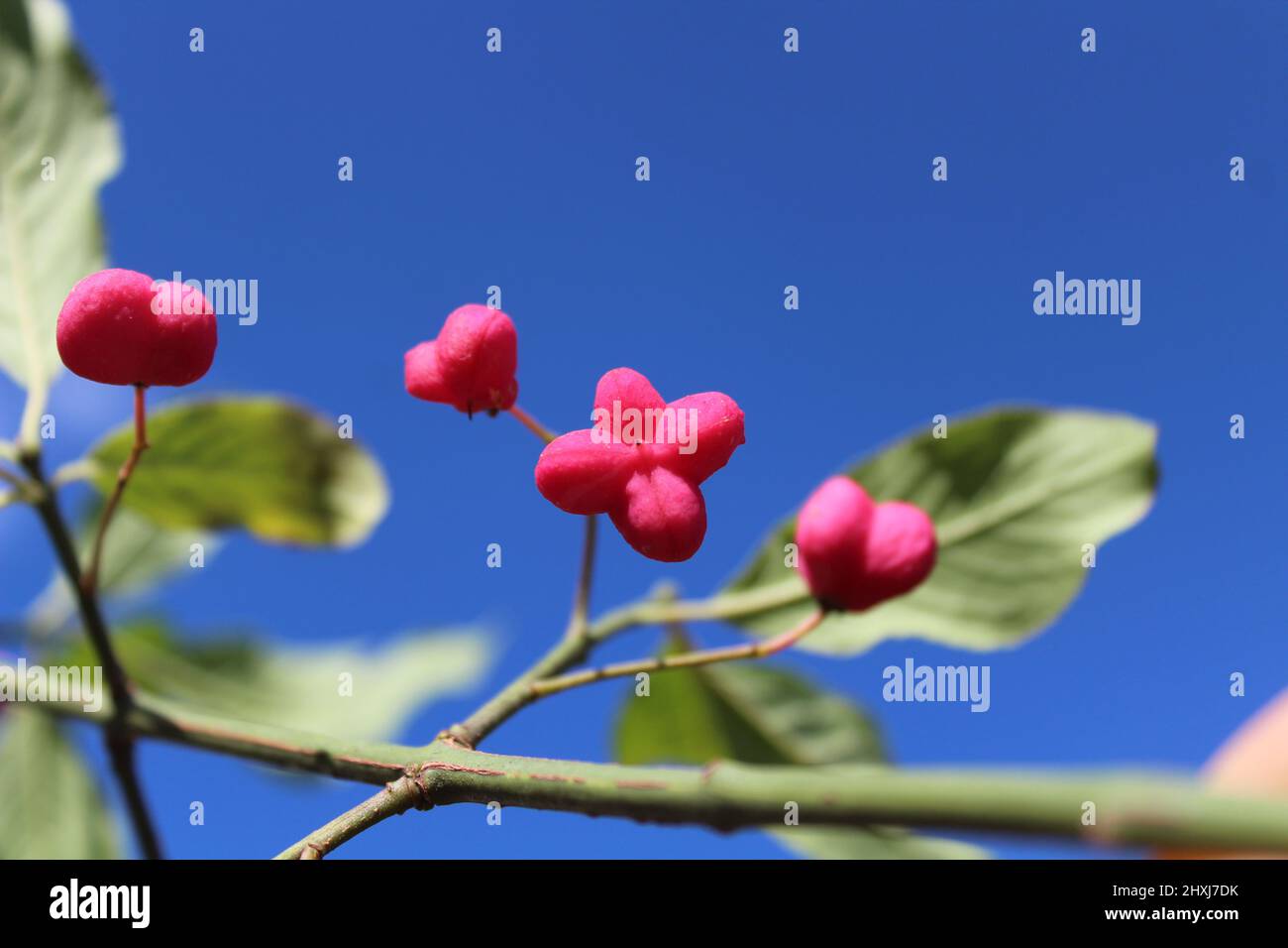 spindle tree in front of the cloudy sky Stock Photo