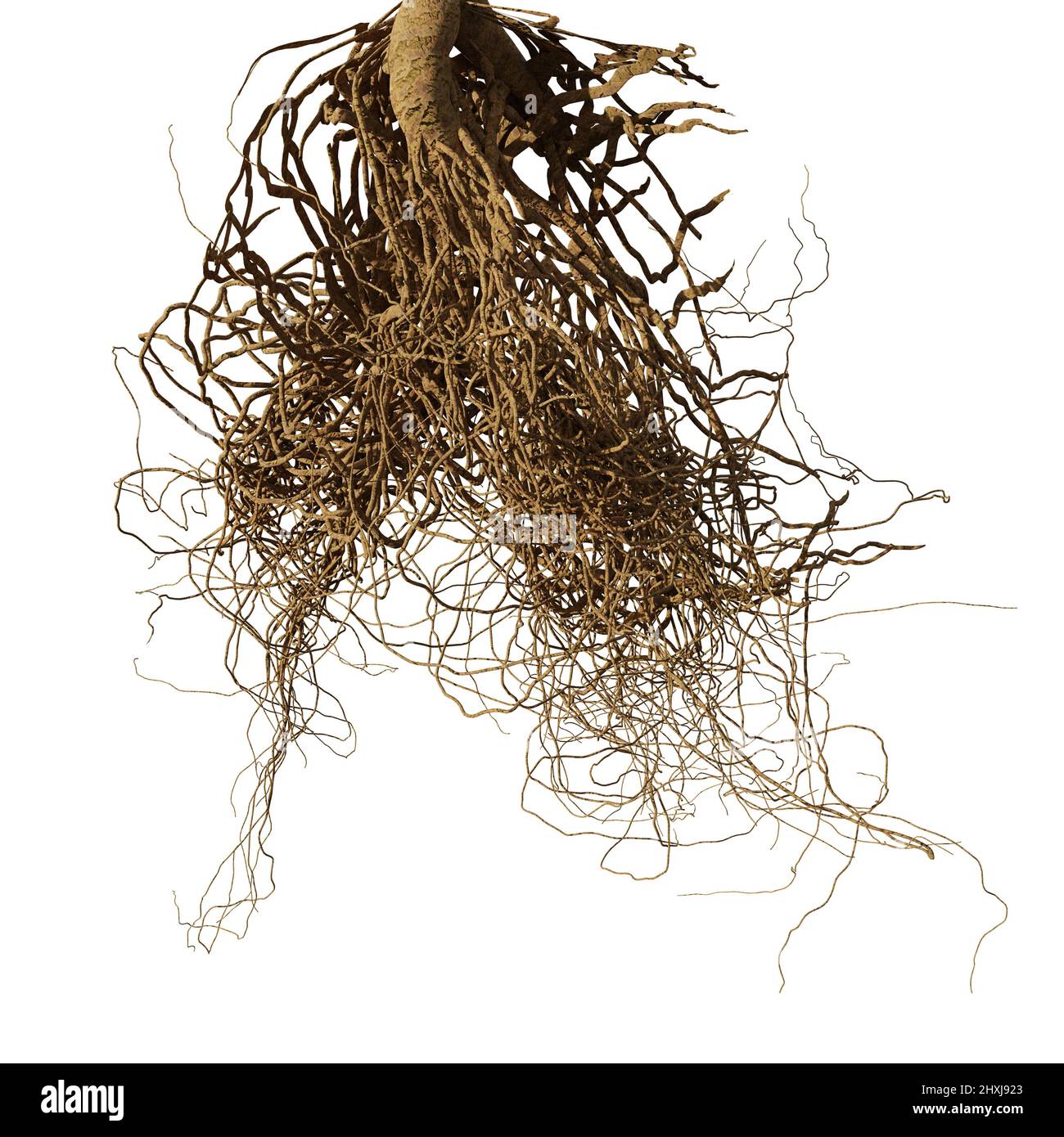 tree roots isolated on white background Stock Photo
