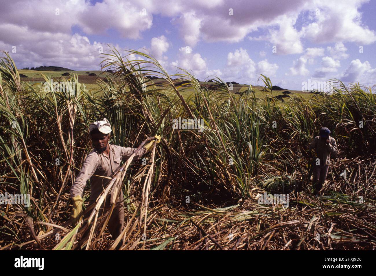 mauritius island sugar cane culture Stock Photo